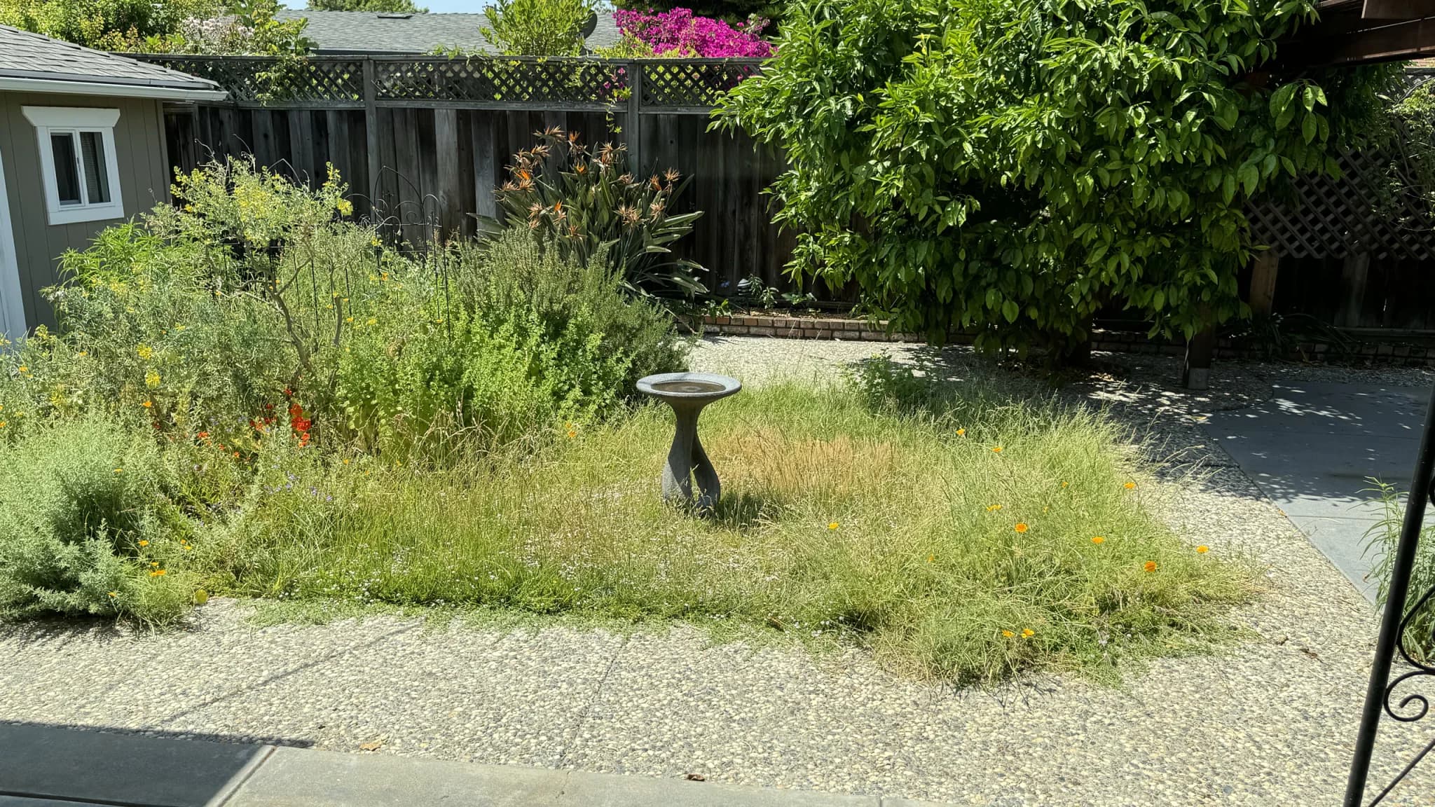 Before: overgrown lawn with an existing birdbath, fence, garden shed and mature tree